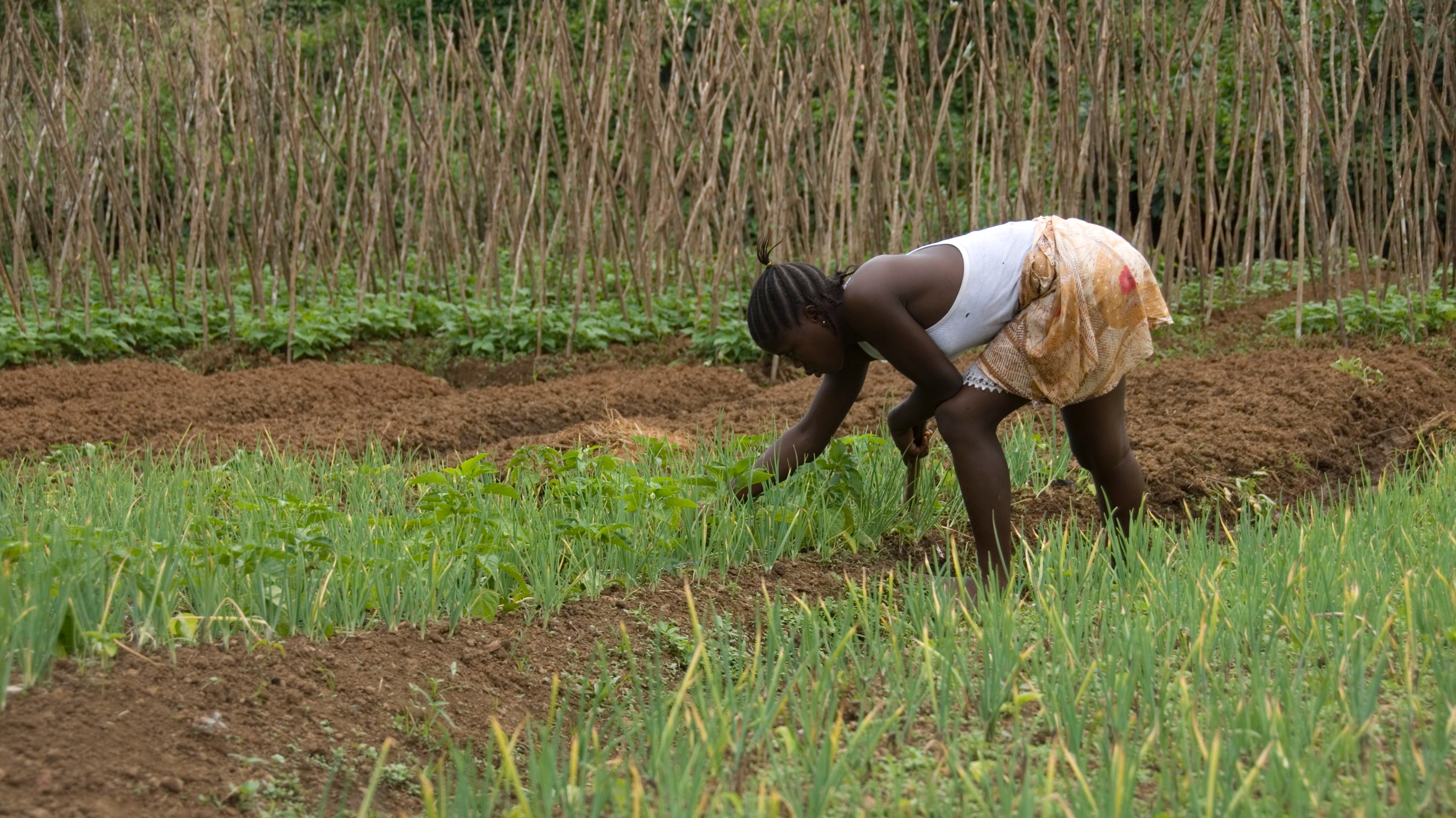 Reviving Agriculture in Ebolahit Guinea, Liberia and Sierra Leone
